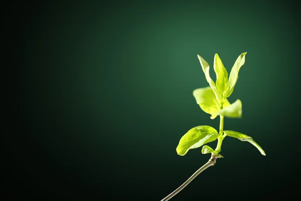 緑の背景の枝の若い葉 — ストック写真