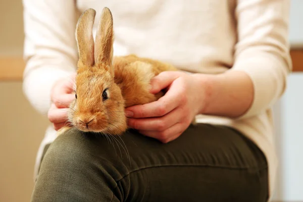 Femme tenant petit lapin mignon de près — Photo