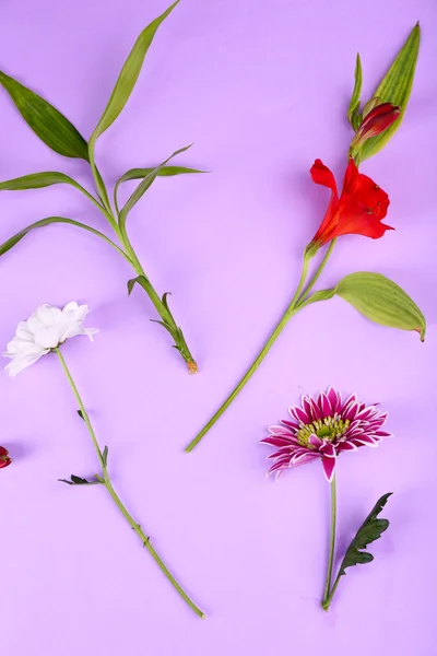 Verschillende bloemen op kleur achtergrond — Stockfoto