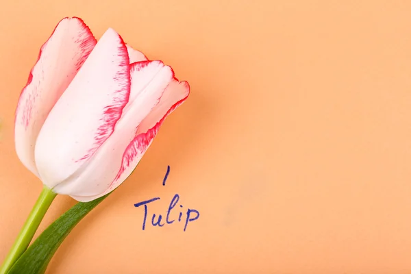 Beautiful tulip with inscription on paper background — Stock Photo, Image
