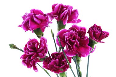 Güzel karanfil beyaz izole