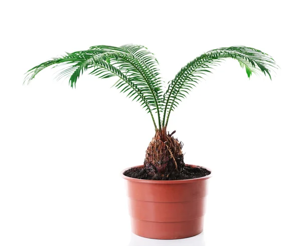 Green leaves of sago palm tree isolated on white — Stock Photo, Image