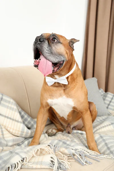 Cute dog sitting on sofa, on home interior background — Stock Photo, Image