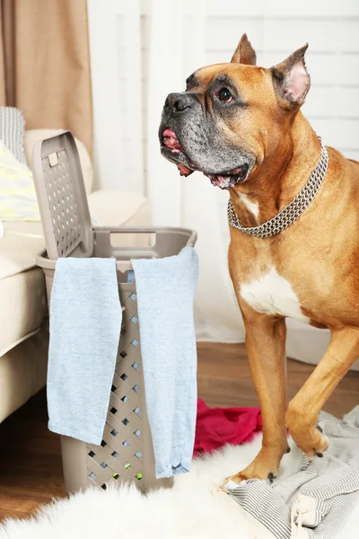 Dog demolishes clothes in messy room — Stock Photo, Image