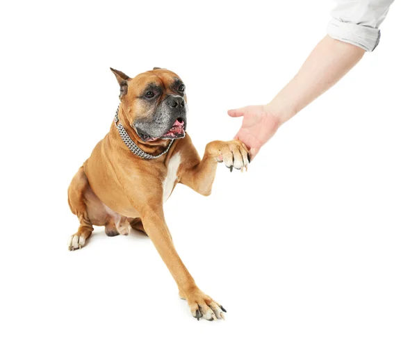 Hombre entrenando a su perro, aislado en blanco — Foto de Stock