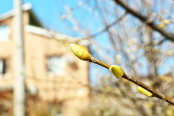 Branche florissante de l'arbre au printemps, gros plan — Photo