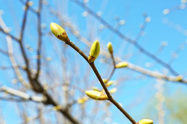 Blooming branch of tree in spring, closeup — Stock Photo, Image