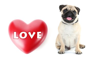 Sevimli köpek ve büyük kalp üzerinde beyaz izole