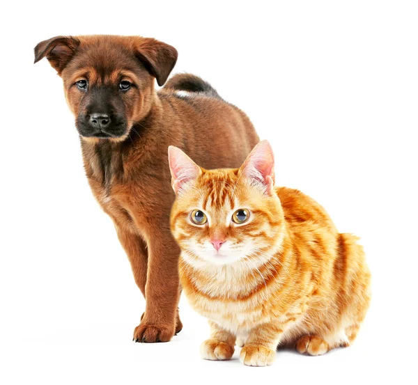 Lindas mascotas aisladas en blanco — Foto de Stock