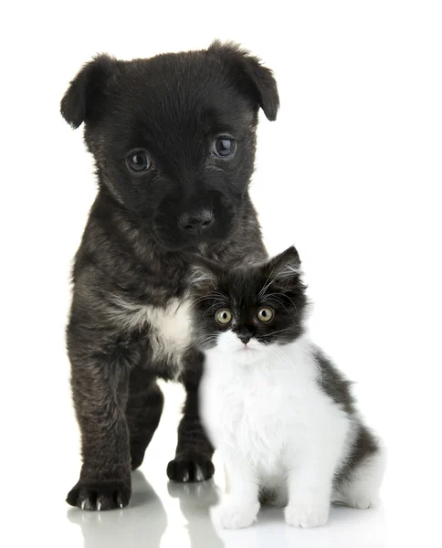 Schattig huisdieren geïsoleerd op wit — Stockfoto