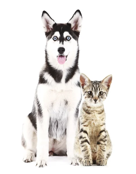 Animaux mignons isolés sur blanc — Photo