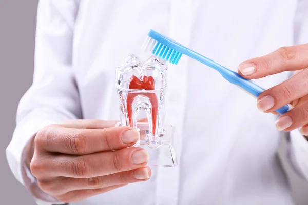 Female hand holding dental model with toothbrush, closeup — Stock Photo, Image
