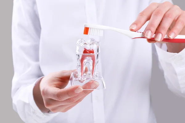 Female hand holding dental model with toothbrush, closeup — Stock Photo, Image