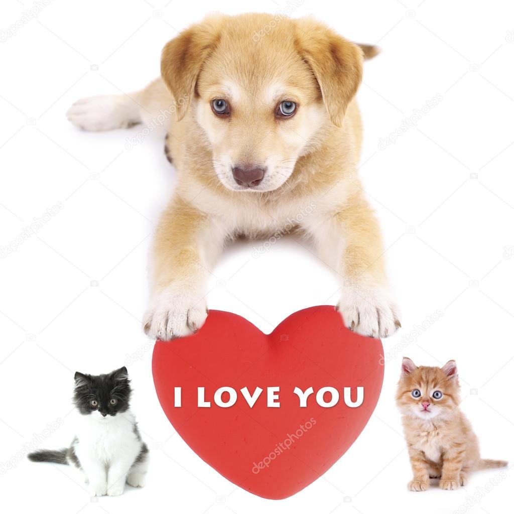 Cute pets with big heart isolated on white