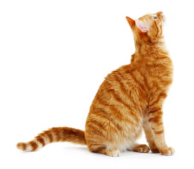 Kırmızı kedi üzerinde beyaz izole portresi