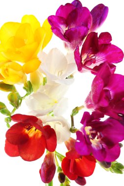 güzel bahar çiçekleri beyaz izole