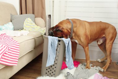 Dağınık Oda giysilerle köpek yıkan