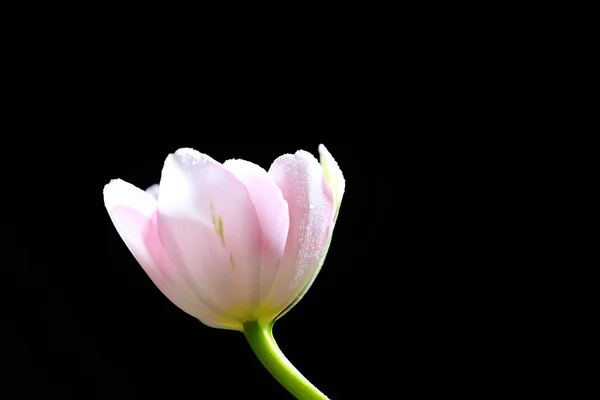 Tulipe fraîche sur fond noir — Photo