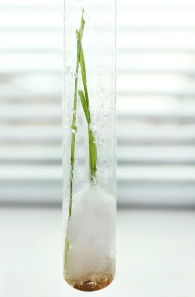 Grãos germinados em tubo de ensaio de vidro no fundo do peitoril da janela — Fotografia de Stock