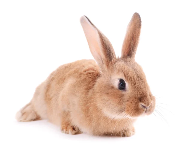 Little rabbit isolated on white — Stock Photo, Image