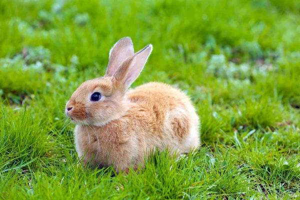 草のクローズ アップで小さいウサギ — ストック写真