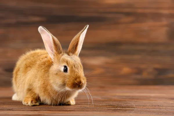 Little rabbit on wooden background — Stock Photo, Image