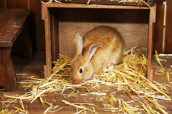 Mignon lapin dans la grange, gros plan — Photo
