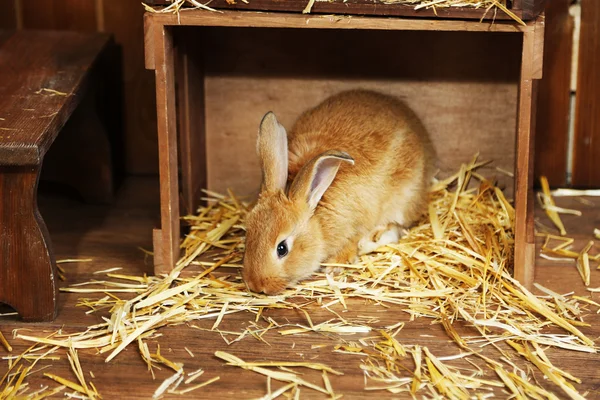 Niedliches Kaninchen im Stall, aus nächster Nähe — Stockfoto