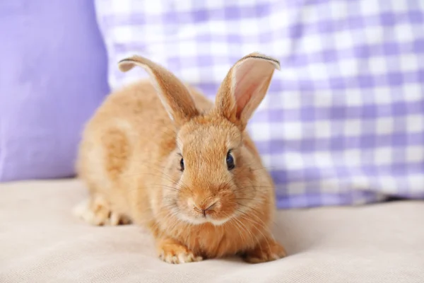 Lindo conejo en el sofá, de cerca —  Fotos de Stock