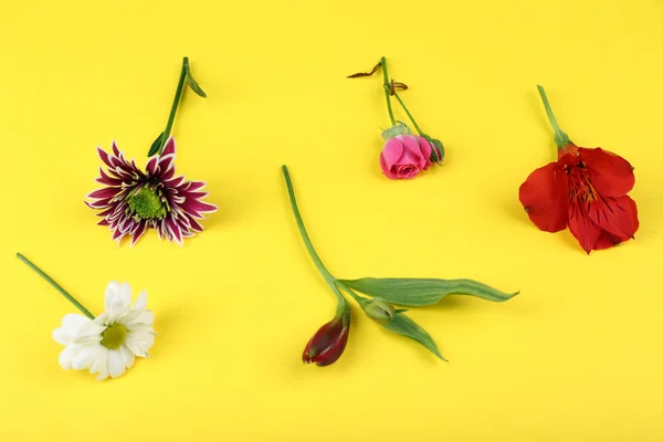 Sarı arka plan üzerinde farklı çiçekler — Stok fotoğraf