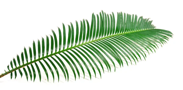 Grünes Blatt der Sago-Palme — Stockfoto