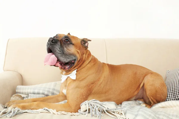 Cute dog on sofa — Stock Photo, Image