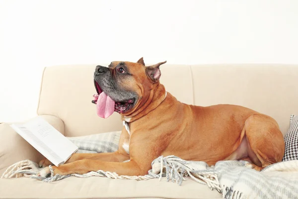 Lindo perro en sofá — Foto de Stock