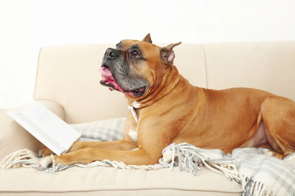 ソファの上のかわいい犬 — ストック写真