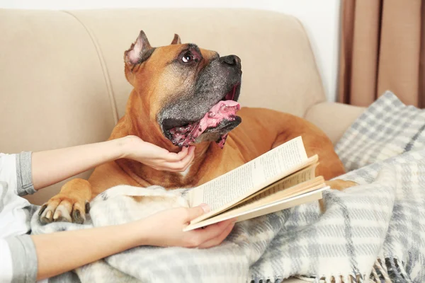 Lindo perro en sofá —  Fotos de Stock