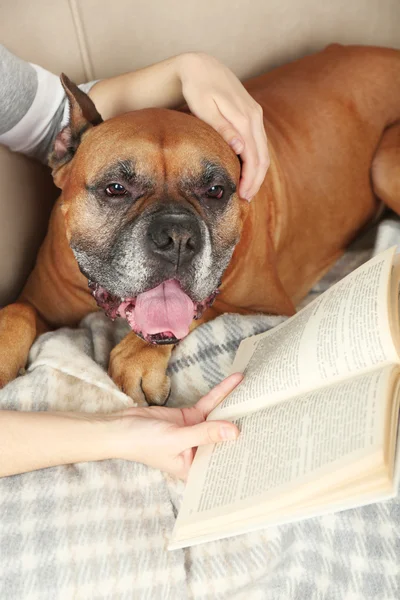 ソファの上のかわいい犬 — ストック写真