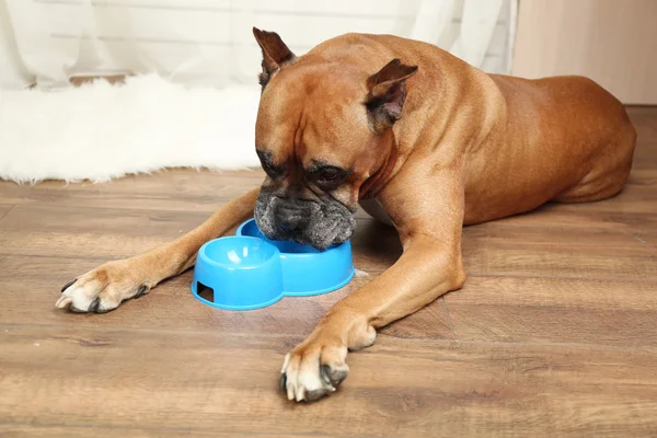 Cane affamato su sfondo interno casa — Foto Stock