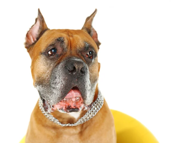 Mignon chien dans un fauteuil jaune isolé sur fond blanc — Photo