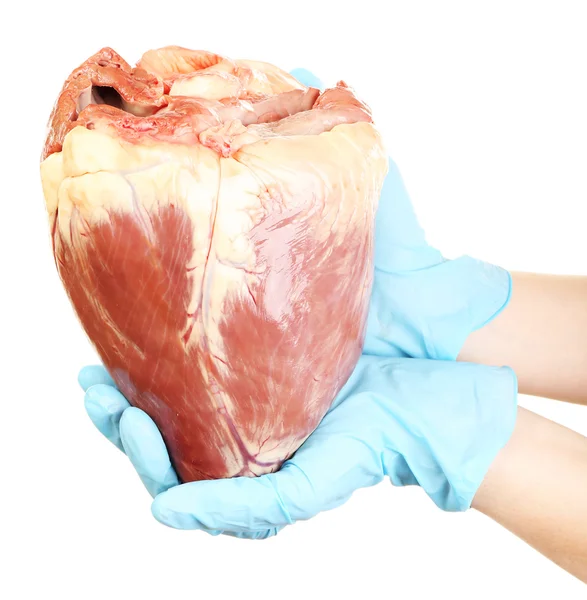 Hands holding raw animal heart — Stock Photo, Image