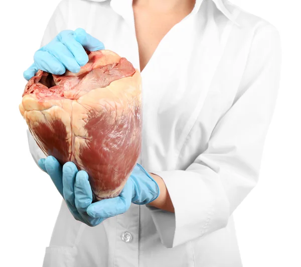 Woman holding raw animal heart — Stock Photo, Image