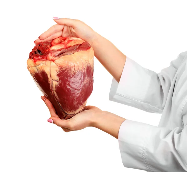 Hands holding raw animal heart — Stock Photo, Image
