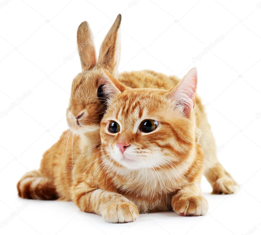 Red cat and rabbit isolated on white