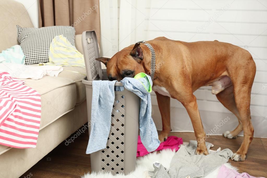 Dog demolishes clothes in messy room