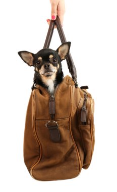 Beyaz izole kahverengi çanta içinde oturan sevimli chihuahua köpek yavrusu