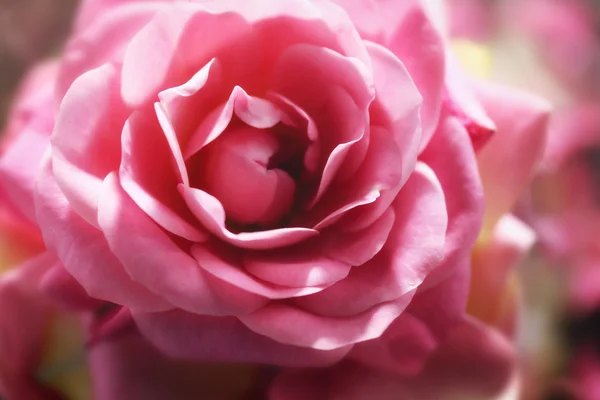 Rosa bonita, close-up — Fotografia de Stock