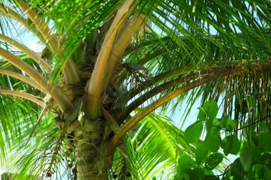 Palmiye yaprakları ve Adası resort'mavi gökyüzü