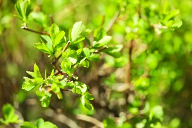 taze bahar dalı, yapraklarda yakın çekim