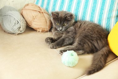 şirin Gri kedi ile iplik örme evde kanepe için çalış  