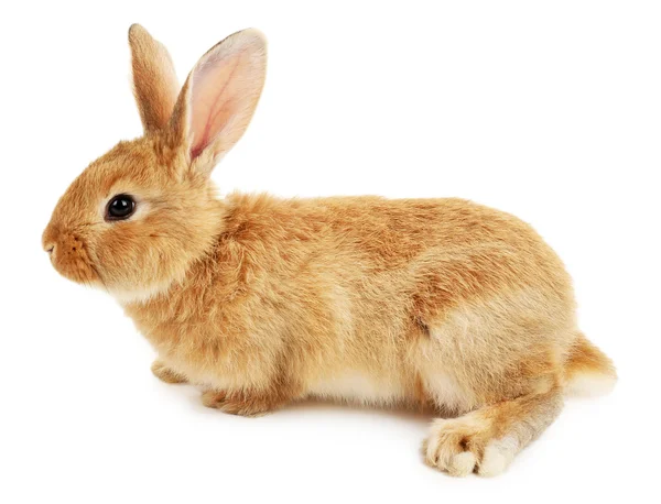 Симпатичный коричневый кролик, изолированный на белом — стоковое фото