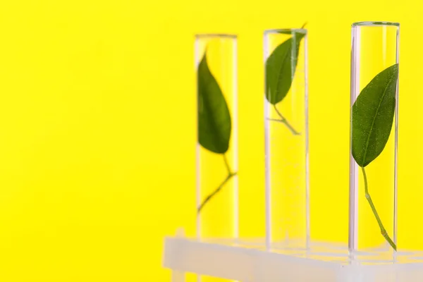 Grüne Blätter im Reagenzglas auf farbigem Hintergrund — Stockfoto